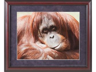 Beautiful Orangutan