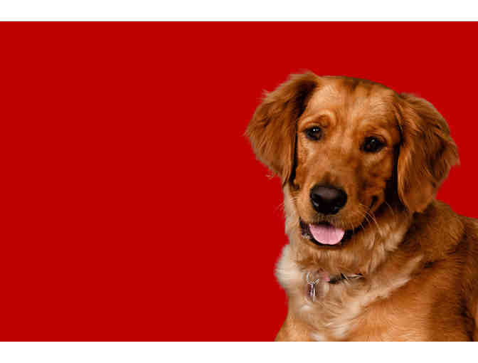 Modern Pup by Classy Canines