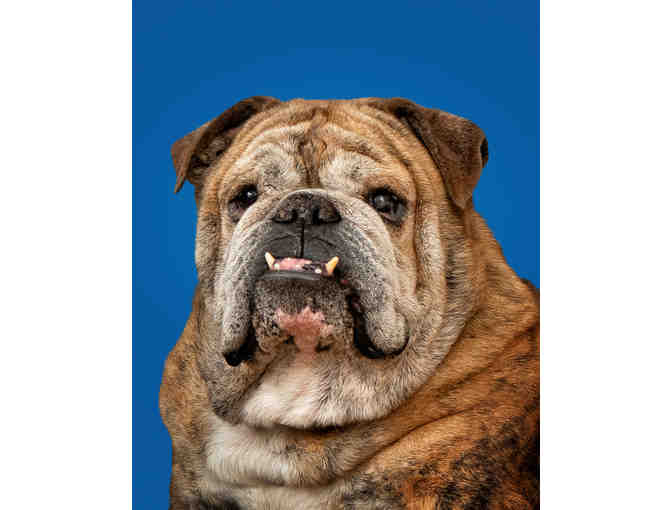 Modern Pup by Classy Canines