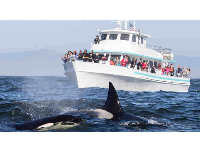 San Juan Islands Whale Watching