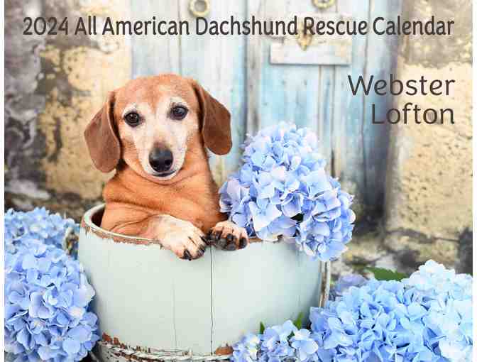 2024 All American Dachshund Rescue Calendar!!! - Photo 1