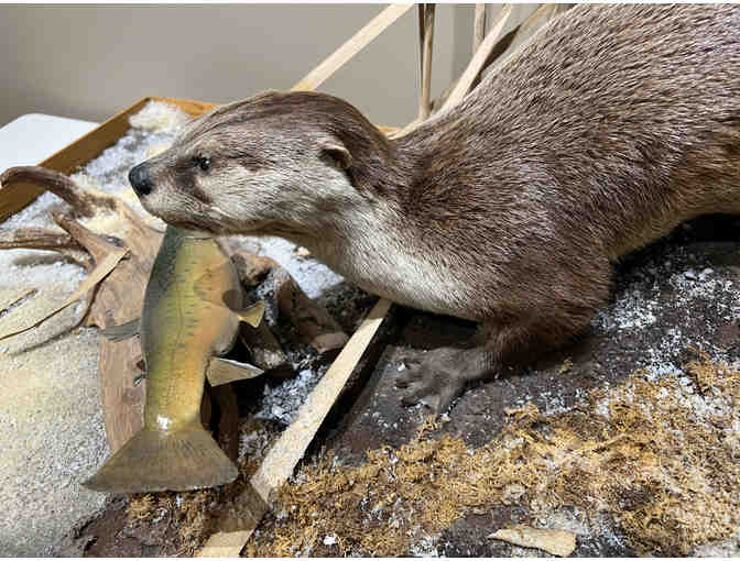 Taxidermy Otter with Fish