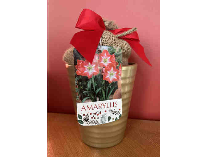 Amaryllis from East Branch Organics