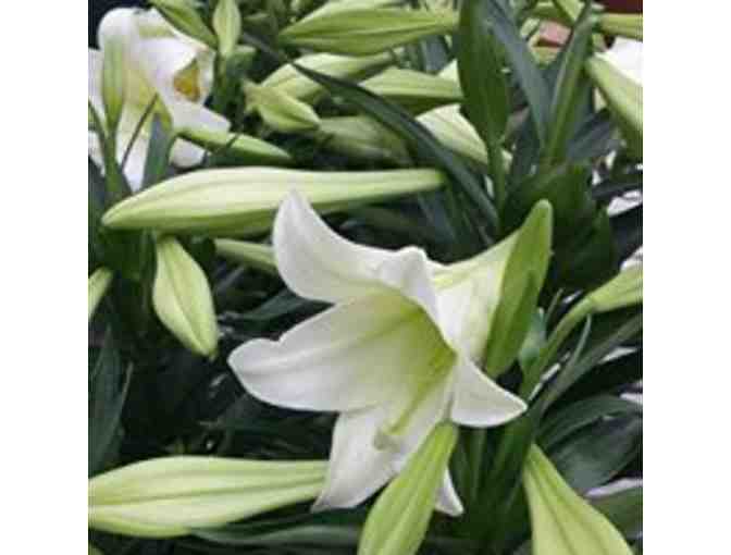 Decker's Flats Greenhouse $25 Gift Certificate