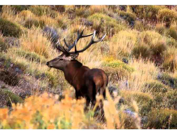 Argentina Big Game Hunting Package for Two Hunters - Photo 1