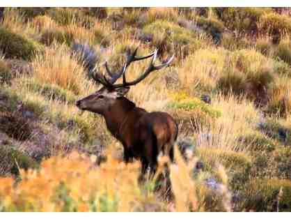 Argentina Big Game Hunting Package for Two Hunters