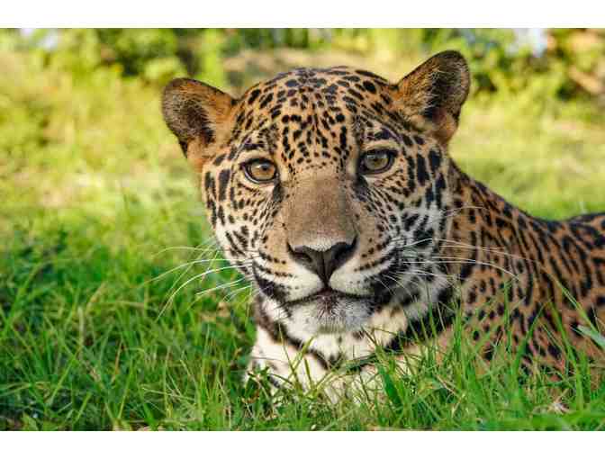 Visit Big Cat Habitat - Sarasota, FL