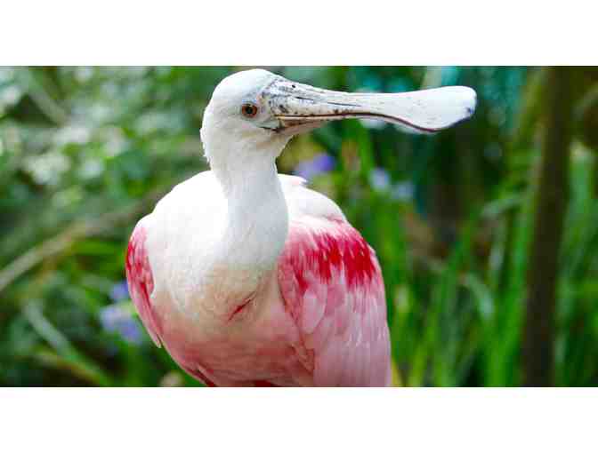 Florida Aquarium - Tampa