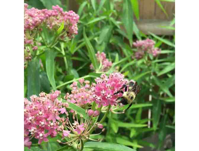 Garden for Wildlife