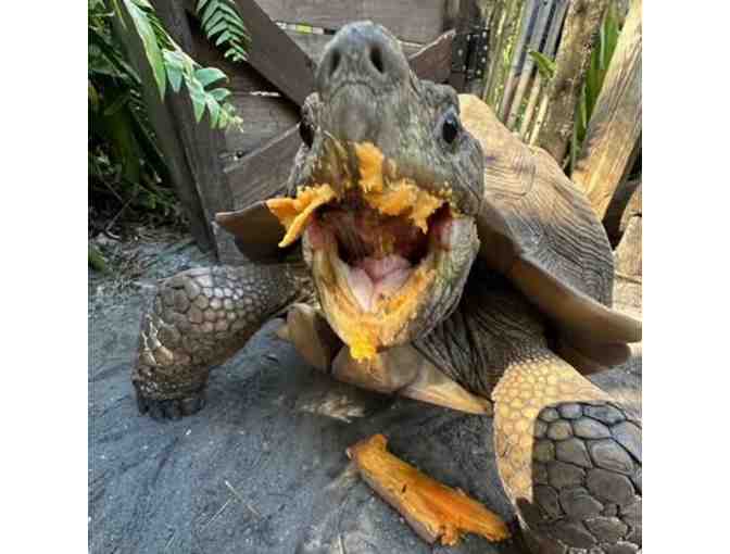 4 Guest Passes to The Wonder Gardens