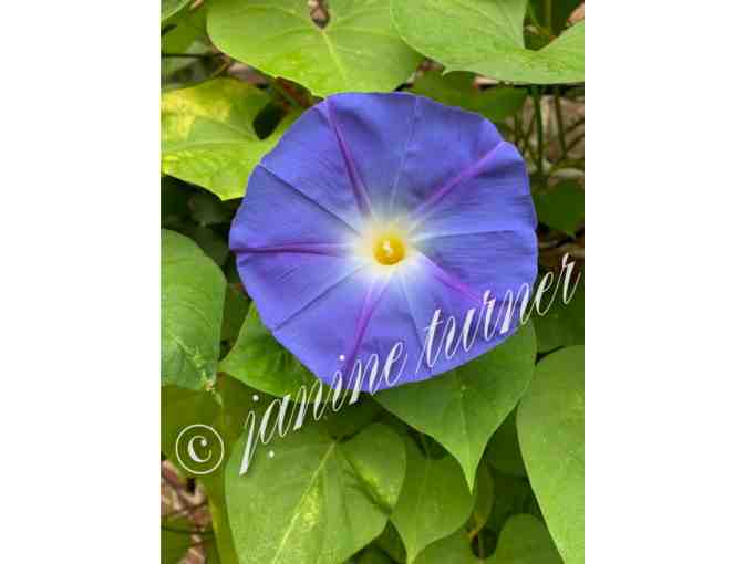 A Janine Turner Photo: Morning Glory With Gold