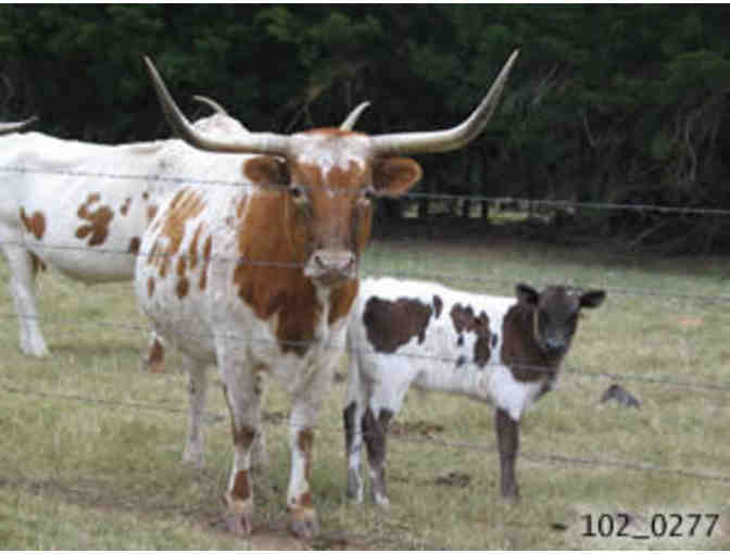 Autographed 12 x 16 Canvas of Janine's Beloved Longhorns at Mockingbird Hill Ranch!