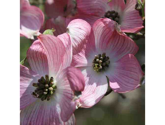 Blithewold Mansion 12-Month Family Membership & Riccotti's $25 Gift Card