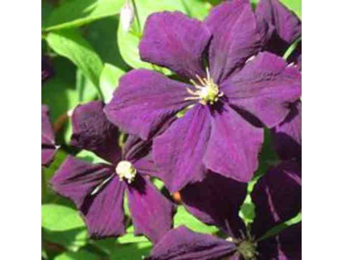 Newport Secret Garden Tour - 4 Tickets