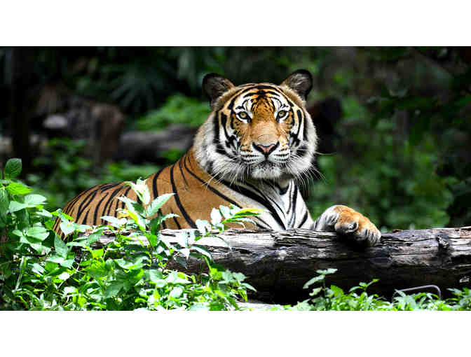 MO Tiger Sanctuary | 3-Night Stay - Photo 3