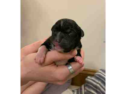 Sponsor A Newborn Puppy - Mothman