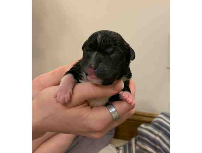 Sponsor A Newborn Puppy - Mothman - Photo 2