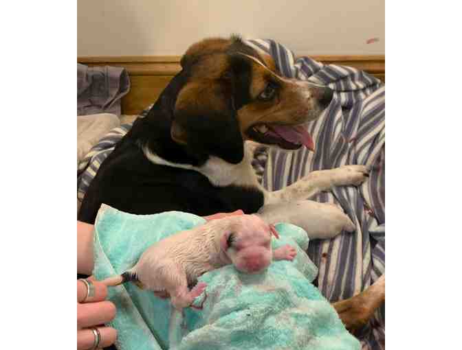 Sponsor A Newborn Puppy - Rougarou - Photo 6