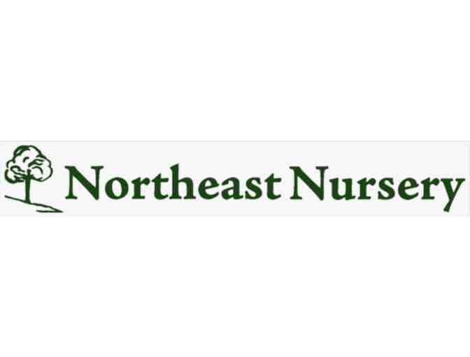 Northeast Nursery $100 Gift Card