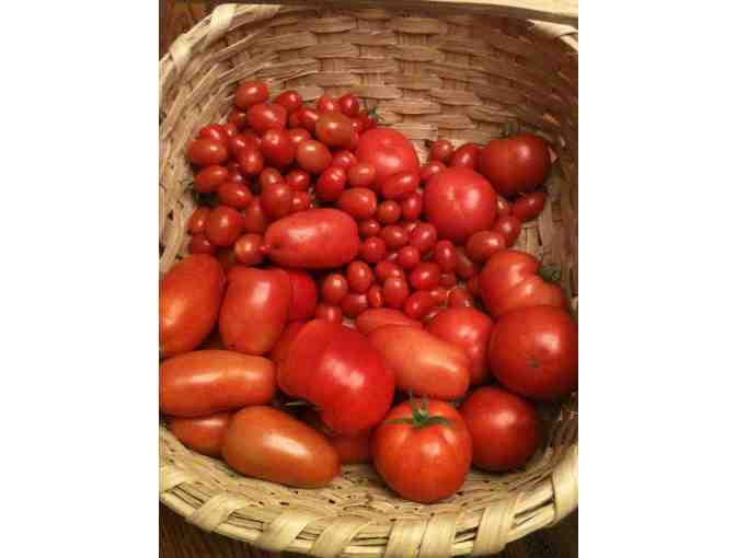 Start your Summer Garden: Tomato & Basil Plants