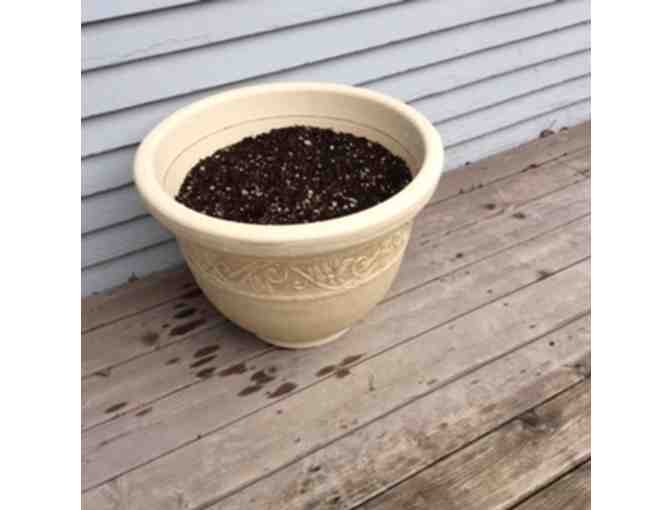 Pre-planted Medium Sized White Pot