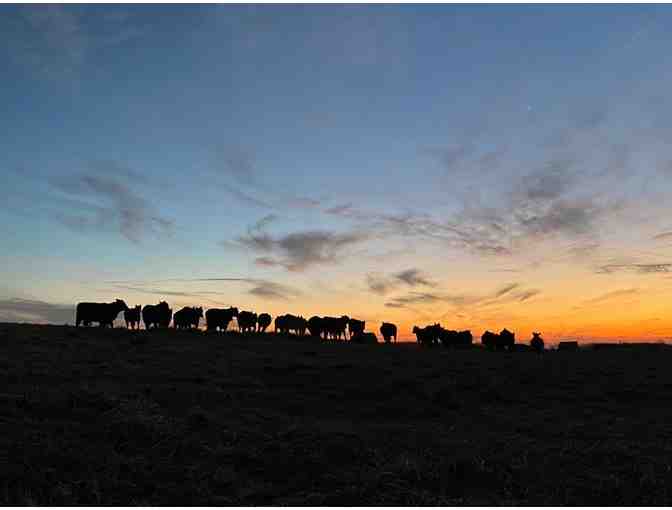 Cattle in the Sunset