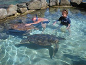 2 Sea Lion and 2 Sea Turtle Encounter Swims at Coral World