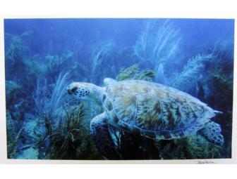 Green Sea Turtle photo on canvas by Renee Proctor
