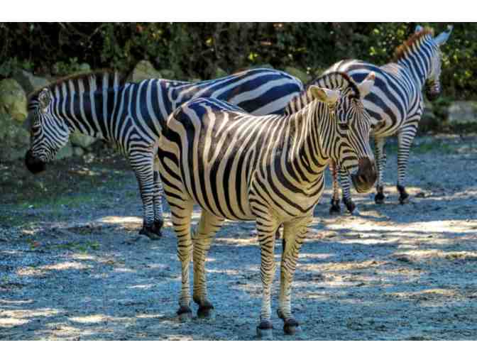 Roger Williams Zoo Park Passes and Safari Stuffed Animals