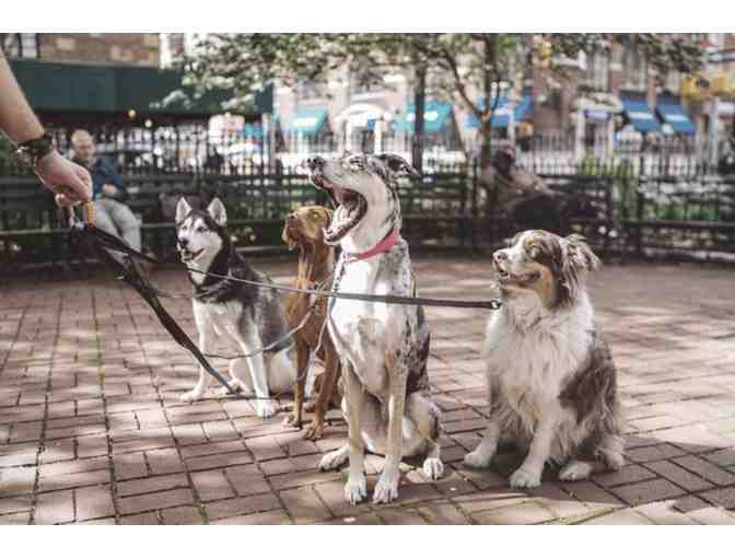 Private Dog Friendly City Tour for 8 humans and dogs