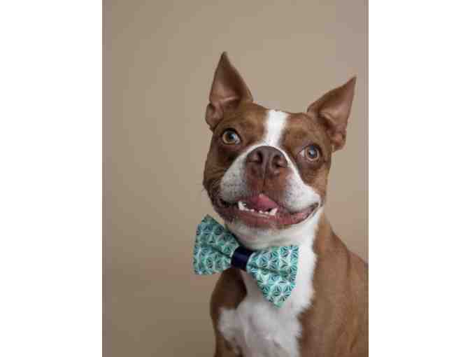 Photography Session with Amber Leilani - A Dog's Narrative