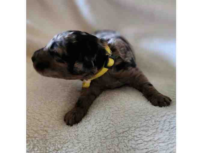 Labradoodle Puppy!