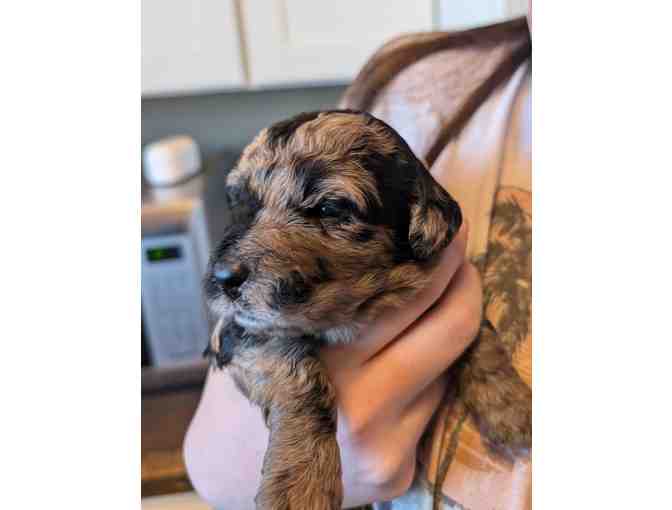 Labradoodle Puppy!