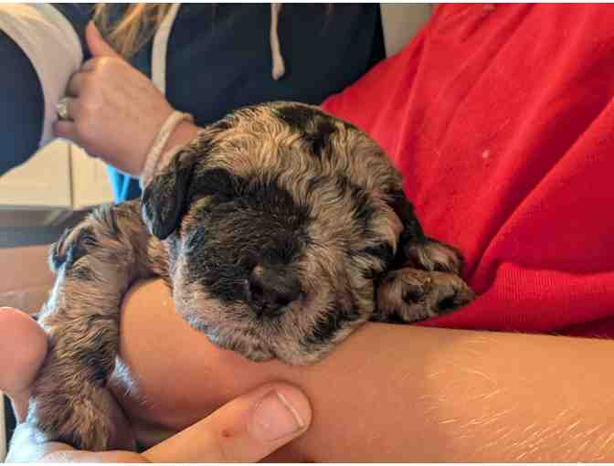 Labradoodle Puppy!