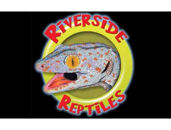 Animal Visit: 'Meet A Snake' (for 2 people, at Riverside Reptiles)