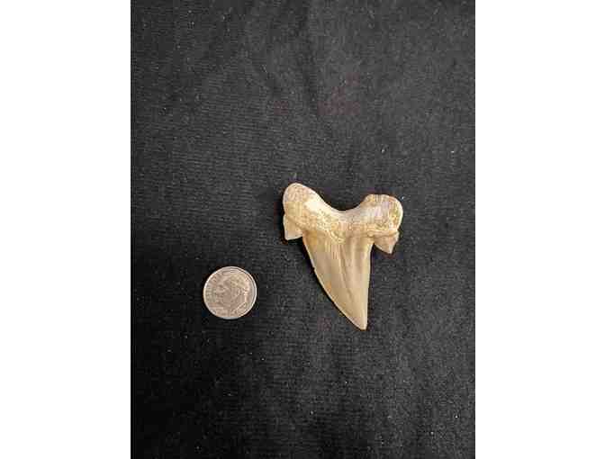 Shark Tooth (Megalodon, Cuspids) - Right Side, 2 Million Years Old