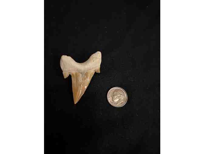 FANG: Shark TOOTH (Megalodon, Cuspids, 2 Million Years Old, Right Side)