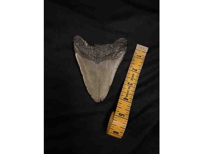 SHARK TOOTH: 4' HUGE Megalodon (2 Million Years Old)