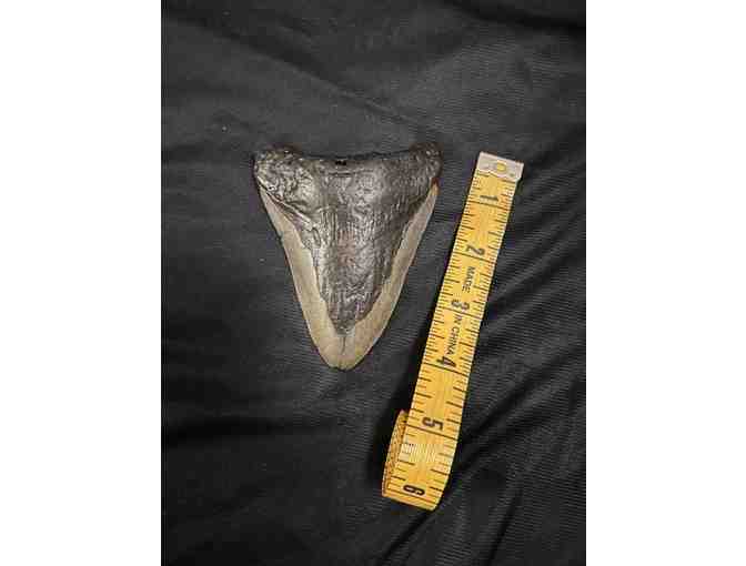 SHARK TOOTH: 4' HUGE Megalodon (2 Million Years Old)