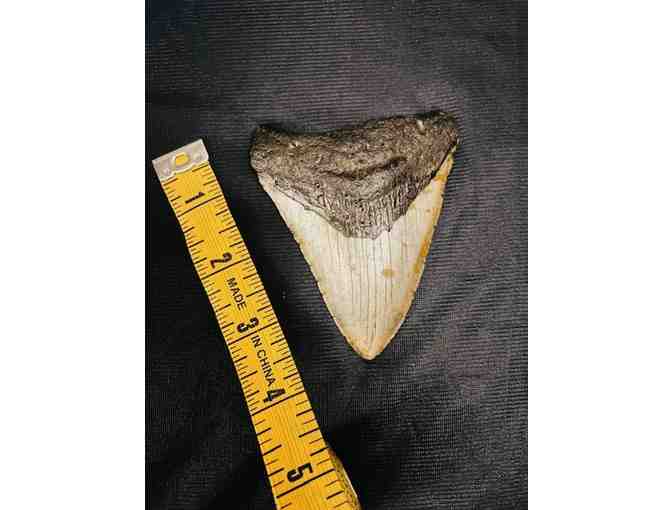 SHARK: Megalodon, 4' Museum-Quality Tooth (Giant, Serrations)