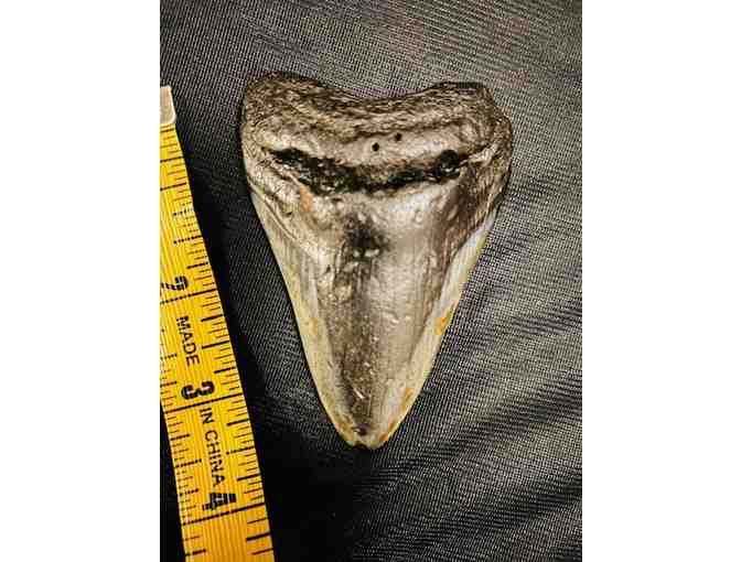 SHARK: 3.75' Megalodon Tooth (Museum Quality, Symmetry)