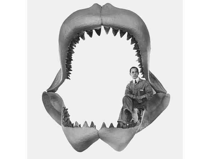 SHARK: Megalodon, 4' Museum-Quality Tooth (Giant, Serrations)