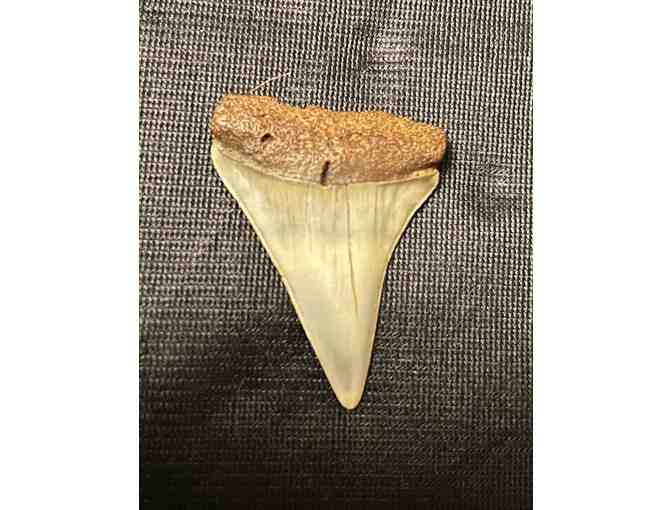JAWS: Great White SHARK Tooth (Museum Quality)