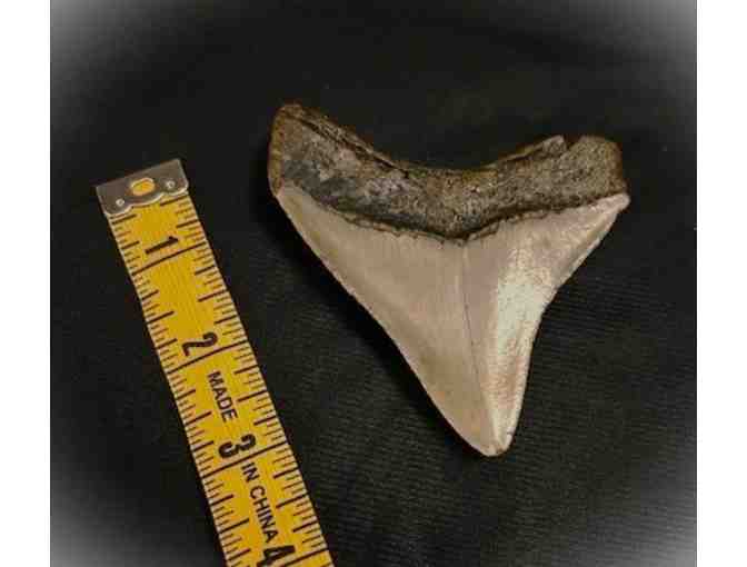 1 SHARK TOOTH: Megalodon (Museum Quality, Rare - 3.5', Chubutensis)