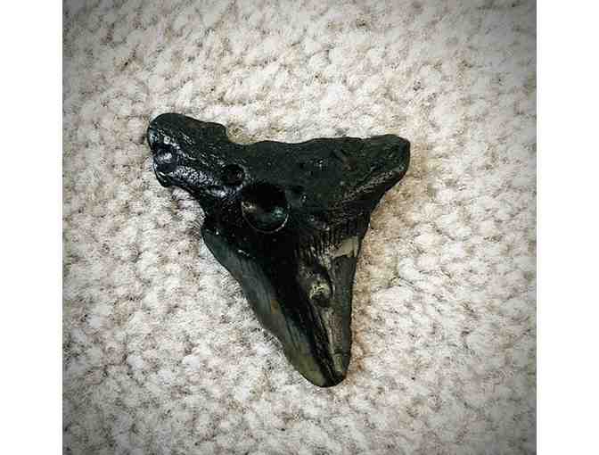 MEGALODON: Shark TOOTH (Giant, 3' Size - 2 Million Years Old)