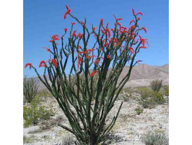One (1) Five Gallon Seed Grown Ocotillo (1 of 2)