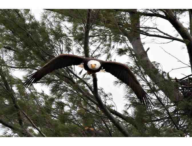 Bald Eagle Coming In For a Landing Looking Right At You Framed Photograph