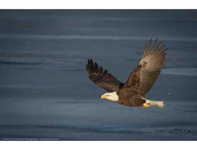Bald Eagle Taking to Flight Framed Photograph