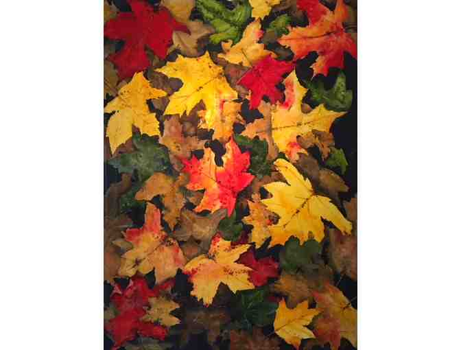 R.J. Johnson Watercolors - Fall Maple Leaf Clutter Painting