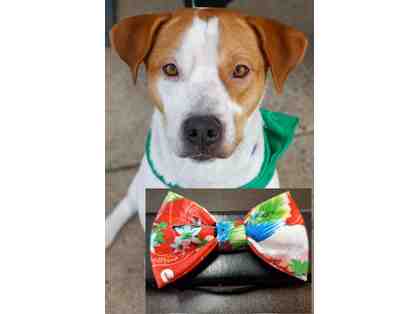 Bowtie for Lucky Dog Spencer